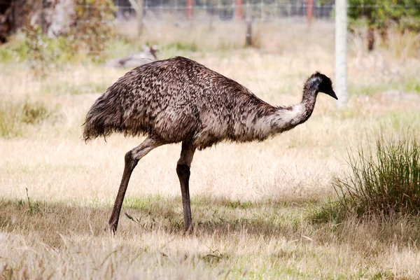 Emus Covered Primitive Feathers Dusky Brown Grey Brown Black Tips Stock Picture