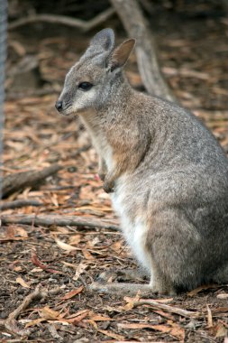 Tammar valabinin koyu grimsi üst kısımları, daha soluk alt kısımları, paslı kenarları ve uzuvları vardır. Tammar valabisinin yüzünde ve bıyıklarında beyaz çizgiler var.