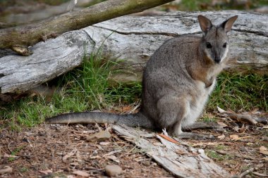 Tammar valabinin koyu grimsi üst kısımları, daha soluk alt kısımları, paslı kenarları ve uzuvları vardır. Tammar valabinin yüzünde beyaz çizgiler vardır..