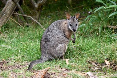 Tammar valabinin koyu grimsi üst kısımları vardır, alt kısmı daha soluk ve paslı kenarları ve uzuvları vardır..