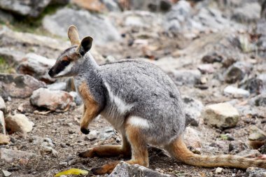Sarı ayaklı kaya valabisi beyaz yanak çizgisi ve turuncu kulaklarıyla parlak renklidir. Üzerinde beyaz bir yan şerit ve kahverengi ve beyaz bir kalça çizgisi ile geyik grisidir..