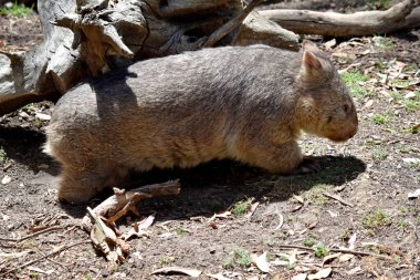 Yaygın Wombat 'ın parlak siyah bir burnu vardır, tıpkı bir köpek gibi. Kulakları nispeten küçük, üçgen ve biraz yuvarlaktır..