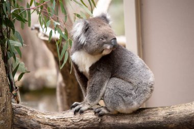 Koala 'nın büyük yuvarlak bir kafası, büyük tüylü kulakları ve büyük siyah bir burnu var. Kürkleri genellikle gri-kahverengidir. Göğsünde, iç kollarında, kulaklarında ve altında beyaz kürkleri vardır..