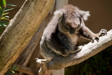 Koalanın gri ten rengi bir vücudu, beyaz bir göğsü ve kulakları ve büyük siyah bir burnu vardır.