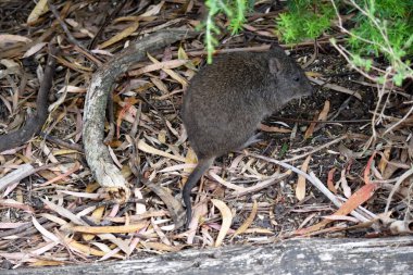 Uzun burunlu Potoro 'ların kahverengi-gri bir üst gövdesi ve daha soluk bir alt gövdesi vardır.. 