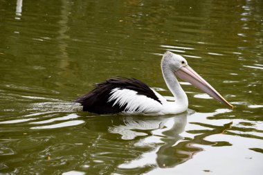 Avustralya pelikanları en büyük uçan kuşlardan biridir. Beyaz bir vücutları, kafaları ve siyah kanatları vardır. Büyük pembe bir banknotları var..