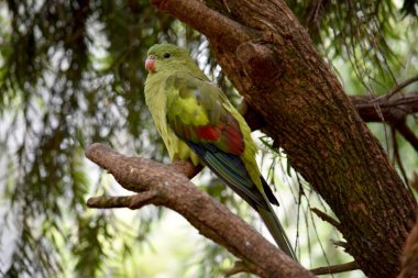 Dişi naip papağan açık yeşil renktedir. Sarı omuz bantları var ve küçük kırmızı bir bant kanat ortasından ve sarı alt kanatlardan geçiyor..