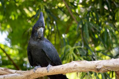 Erkek Kırmızı Kuyruklu Siyah Kakadular siyah renkli ve kuyruklarında iki kırmızı çizgi var. Ayrıca çok büyük bir armaları ve kara gagaları var..