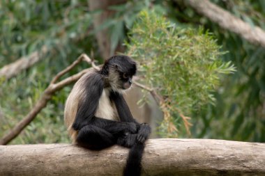 Örümcek maymunun başparmakları yok, bu uzun göbekli primat, uzun kuyruğunu beşinci dal olarak kullanarak ağaçların arasında hızla hareket edebiliyor..