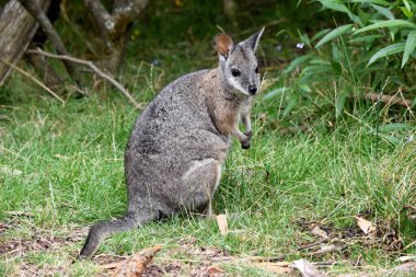 Tammar valabinin koyu grimsi üst kısımları vardır, alt kısmı daha soluk ve paslı kenarları ve uzuvları vardır..