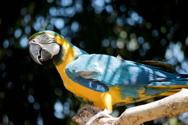 the blue and gold back and upper tail feathers are brilliant blue; the underside of the tail is olive yellow. Forehead feathers are green. Wing feathers are blue with green tips; underwing coverts and breast are yellow-orange.