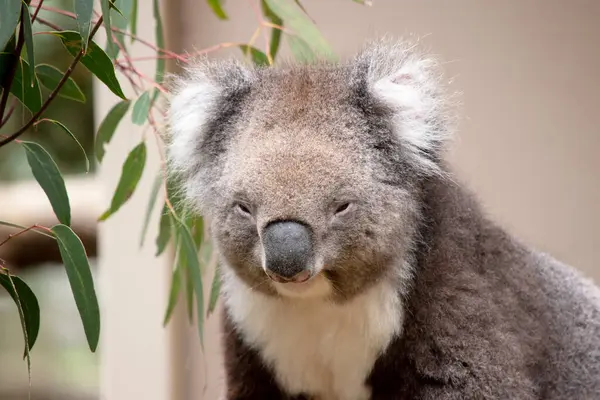 Koala Una Grande Testa Rotonda Grandi Orecchie Pelose Grande Naso — Foto Stock