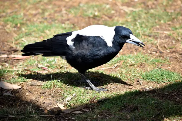 Urraca Pájaro Aspecto Distintivo Con Marcas Blancas Brillantes Negras —  Fotos de Stock