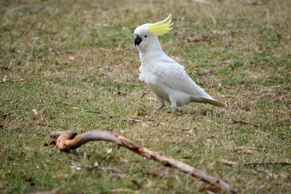 Θειάφι Του Παπαγάλου Είναι Ένα Λευκό Πουλί Κίτρινη Ακρολοφία — Φωτογραφία Αρχείου