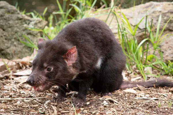 stock image Tasmanian Devils have black fur with a large white stripe across their breast and the odd line on their back.