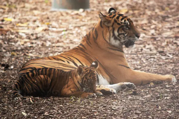 Τίγρεις Έχουν Μια Κόκκινη Πορτοκαλί Γούνα Σκούρες Ρίγες Τίγρης Είναι — Φωτογραφία Αρχείου
