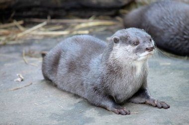 Asian small clawed otters are small, with short ears and noses, elongated bodies, long tails, and soft, dense fur. clipart