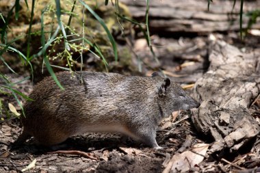 Güney kahverengi Bandicoots yaklaşık bir tavşan büyüklüğündedir ve sivri burunlu, kamburlu, ince kuyruklu ve büyük arka ayakları vardır.