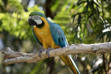 Mavi ve altın papağanın arka ve üst kuyruk tüyleri parlak mavidir; kuyruğun alt kısmı zeytin sarısıdır..