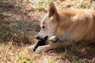Dingoların uzun bir ağızlıkları, dik kulakları ve güçlü pençeleri vardır. Genellikle zencefilli bir ceketleri olur ve çoğunun ayaklarında, kuyruğunda ve göğsünde beyaz işaretler vardır..