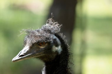 Emu 'nun boynu mavimsi siyah ve tüysüz Emus' lar uçamayan büyük kuşlardır.