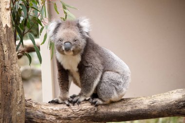 Koala 'nın büyük yuvarlak bir kafası, büyük tüylü kulakları ve büyük siyah bir burnu var. Kürkleri genellikle gri-kahverengidir. Göğsünde, iç kollarında, kulaklarında ve altında beyaz kürkleri vardır..