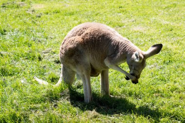 Females are smaller than males and are blue-grey with a brown tinge, pale grey below,