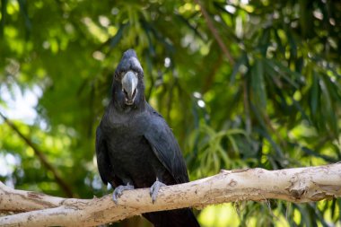 Erkek Kırmızı Kuyruklu Siyah Kakadular siyah renkli ve kuyruklarında iki kırmızı çizgi var. Ayrıca çok büyük bir armaları ve kara gagaları var..
