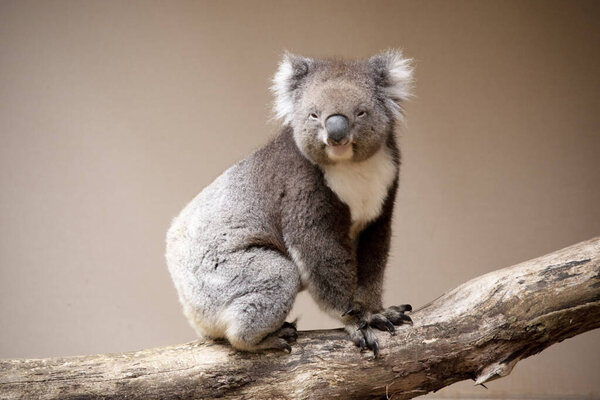 Коала имеет большую круглую голову, большие пушистые уши и большой черный нос. Их мех, как правило, серо-коричневого цвета с белым мехом на груди, внутренних руках, ушах и дне.