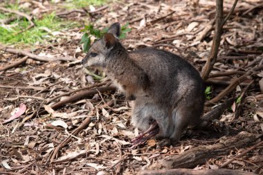  Tammar Wallaby 'nin kesesinde ayakları dışarı çıkmış bir Joey var.