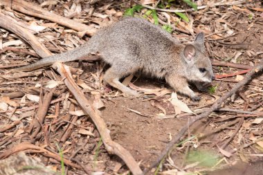 Bu, yemek arayan genç Tammar Joey 'in yan görüntüsü.