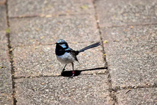 Erkek Superb Fairy-wren açık mavi bir şapka, kulak tutamları ve yanaklar; siyah bir göz çizgisi; koyu mavi-siyah boğaz; kahverengi kanatlar ve beyaz göğüs ve göbek.