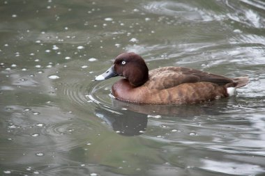 Hardhead ördeğinin de kahverengi bir vücudu ve beyaz bir alt tarafı vardır. Gagasında beyaz bir göz ve mavi bir uç var.