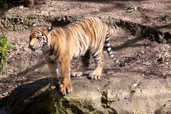 Junge Tiger Haben Ein Goldenes Fell Mit Dunklen Streifen Der — Stockfoto