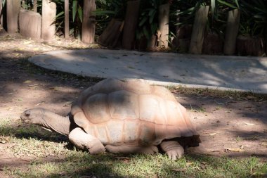 Aldabra Kaplumbağaları dünyanın en büyük kara kaplumbağalarından biridir.