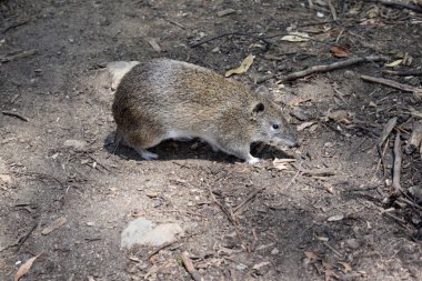 Güney kahverengi Bandicoots yaklaşık bir tavşan büyüklüğündedir ve sivri burunlu, kamburlu, ince kuyruklu ve büyük arka ayakları vardır.