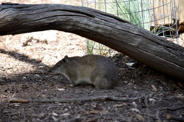 Güney kahverengi Bandicoots yaklaşık bir tavşan büyüklüğündedir ve sivri burunlu, kamburlu, ince kuyruklu ve büyük arka ayakları vardır.