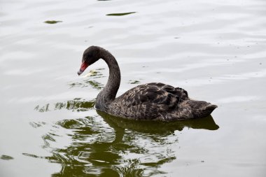 Siyah kuğunun sırtında beyaz ve boynu tamamen siyah olan siyah tüyleri vardır. Kırmızı gagalı, beyaz çizgili ve kırmızı gözlü.