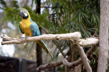 Mavi ve altın papağanın arka ve üst kuyruk tüyleri parlak mavidir; kuyruğun alt kısmı zeytin sarısıdır..