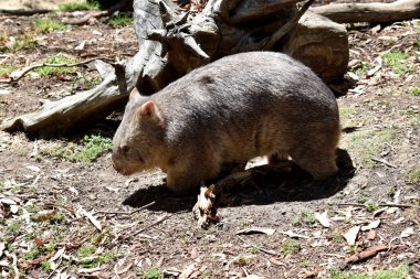 Yaygın Wombat 'ın parlak siyah bir burnu vardır, tıpkı bir köpek gibi. Kulakları nispeten küçük, üçgen ve biraz yuvarlaktır.