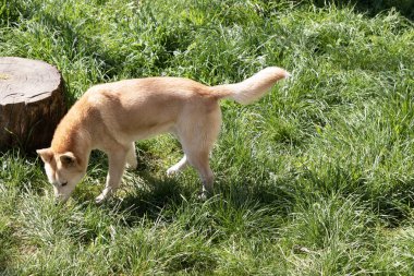 Dingolar köpek gibi kurttur. Uzun bir ağızlıkları, dik kulakları ve güçlü pençeleri vardır. Genellikle zencefilli bir ceketleri olur ve çoğunun ayaklarında, kuyruğunda ve göğsünde beyaz işaretler vardır.