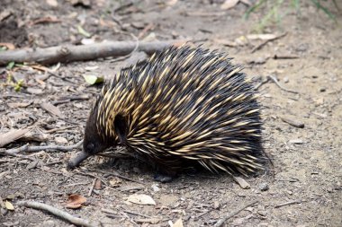 Kısa burunlu olanın sert pençeli ayakları ve kahverengimsi bir vücudun üst kısmında dikenleri vardır. Burnu dardır ve ağzı küçüktür, uzun ve yapışkan bir dili vardır.