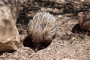 Kısa burunlu ekidnanın güçlü pençeli ayakları ve kahverengimsi bir vücudun üst kısmında dikenleri vardır. Burnu dardır ve ağzı küçüktür, uzun ve yapışkan bir dili vardır.