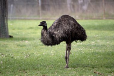 Emus 'lar koyu kahverengiden gri-kahverengi ve siyah uçlu ilkel tüylerle kaplıdır. Emu 'nun boynu mavimsi siyah ve tüysüz..