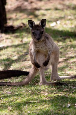 Kanguru Adası Kanguru Joey 'nin göbeğinin altında beyaz, açık kahverengi bir vücudu vardır. Ayrıca siyah ayakları ve pençeleri var.