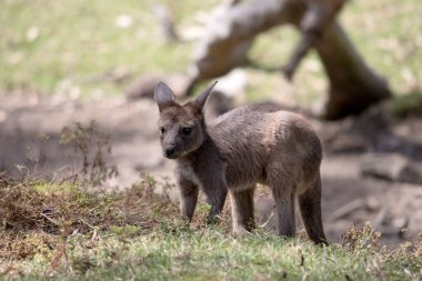 Kanguru Adası Kanguru Joey 'nin göbeğinin altında beyaz bir gövdesi vardır. Ayrıca siyah ayakları ve pençeleri var.