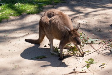 Kanguru Adası Kangurusu 'nun göbeğinin altında beyaz, kahverengi bir vücudu vardır. Ayrıca siyah ayakları ve pençeleri var.