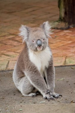 Koala 'nın büyük yuvarlak bir kafası, büyük tüylü kulakları ve büyük siyah bir burnu var. Kürkleri genellikle gri-kahverengidir. Göğsünde, iç kollarında, kulaklarında ve altında beyaz kürkleri vardır..