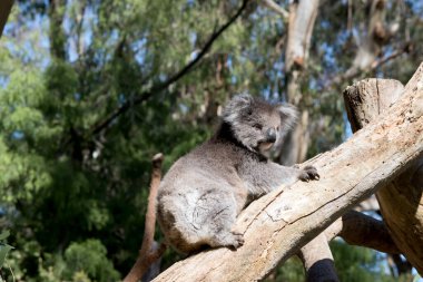 Koala genellikle gri-kahverengidir. Göğsünde, iç kollarında, kulaklarında ve altlarında beyaz kürk vardır. Büyük yuvarlak başları, büyük tüylü kulakları ve büyük siyah burunları vardır..