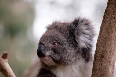 Koala 'nın büyük yuvarlak bir kafası, büyük tüylü kulakları ve büyük siyah bir burnu var. Kürkleri genellikle gri-kahverengidir. Göğsünde, iç kollarında, kulaklarında ve altında beyaz kürkleri vardır..